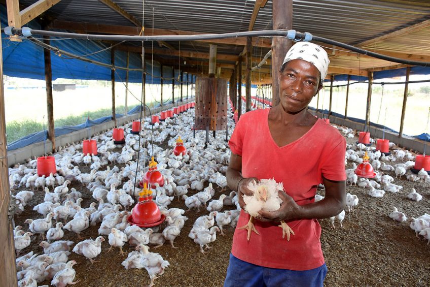 Northern Poultry Farmers Struggle as Grain Export Ban Bites.